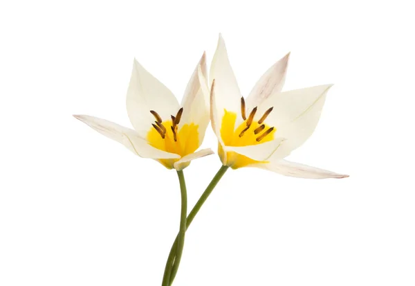 Wild tulip isolated — 스톡 사진