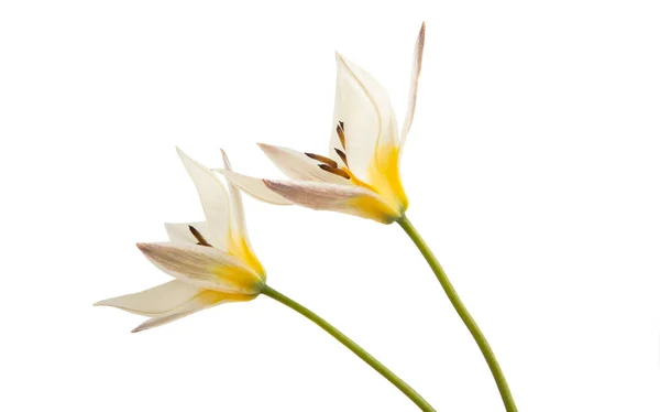 Tulipano selvatico isolato — Foto Stock