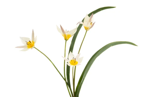Wild tulip isolated — Stock Photo, Image