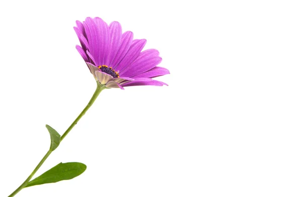 Osteosperumum flower daisy isoliert — Stockfoto