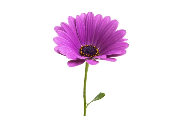 Osteosperumum fiore margherita isolato — Foto Stock