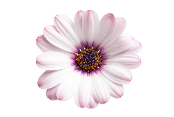 Osteosperumum bloem Daisy geïsoleerd — Stockfoto