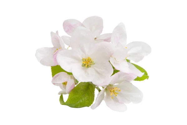 Appelboom bloemen geïsoleerd — Stockfoto