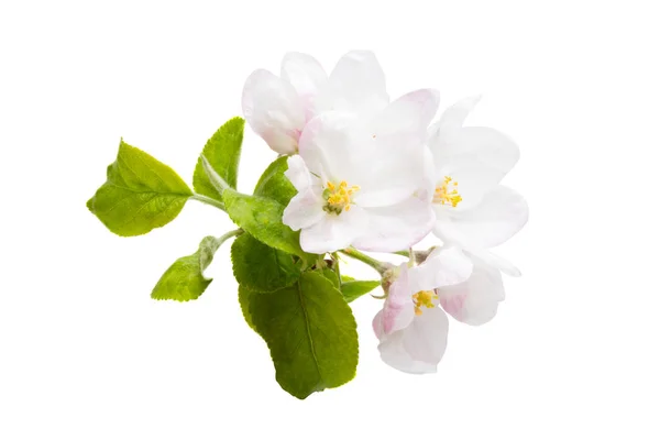 Jabloň květiny izolované — Stock fotografie