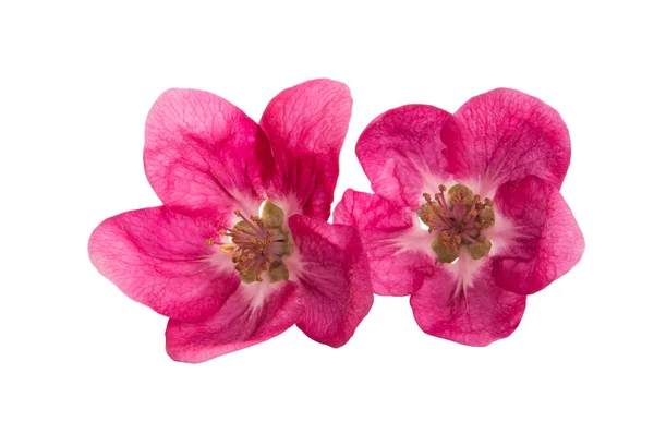 Pink apple tree flowers isolated \ — Stockfoto