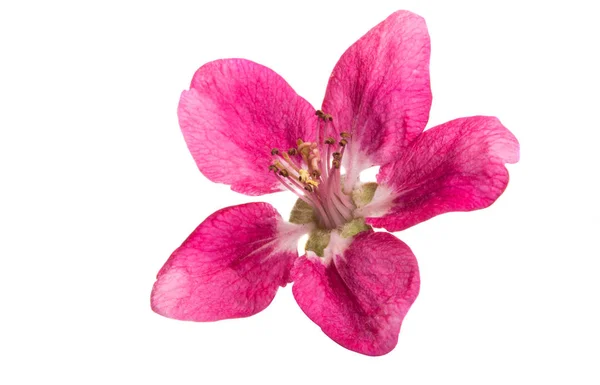 Pink apple tree flowers isolated \ — Foto Stock