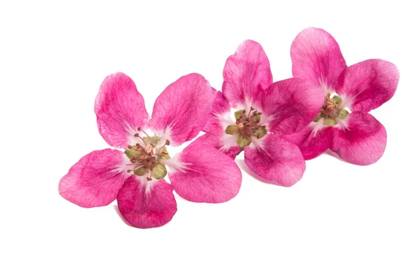 Pink apple tree flowers isolated \ — Foto Stock