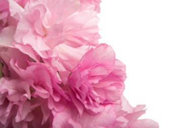 İzole Sakura çiçekler