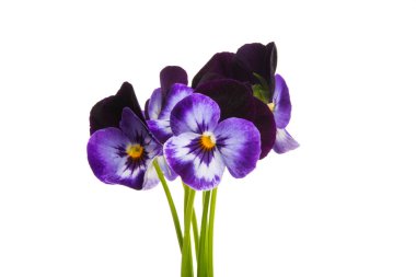 izole Hercai Menekşe 