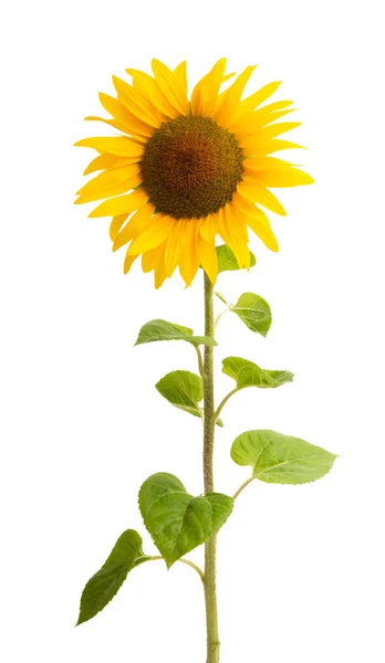 Квітка соняшника — стокове фото