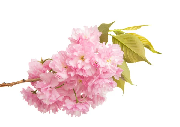 Sakura flores aisladas — Foto de Stock