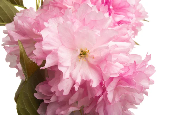 İzole Sakura çiçekler — Stok fotoğraf