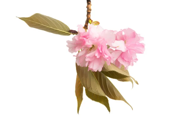 Sakura flores isoladas Fotos De Bancos De Imagens Sem Royalties