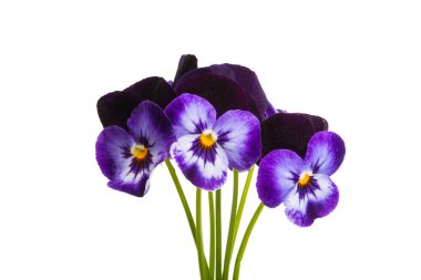 izole Hercai Menekşe 