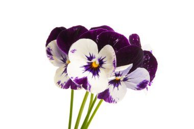 izole Hercai Menekşe 