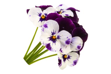 izole Hercai Menekşe 