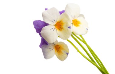 izole Hercai Menekşe 