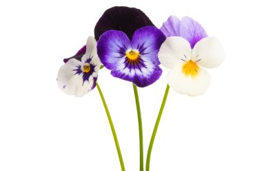 izole Hercai Menekşe 