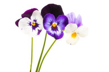 izole Hercai Menekşe 