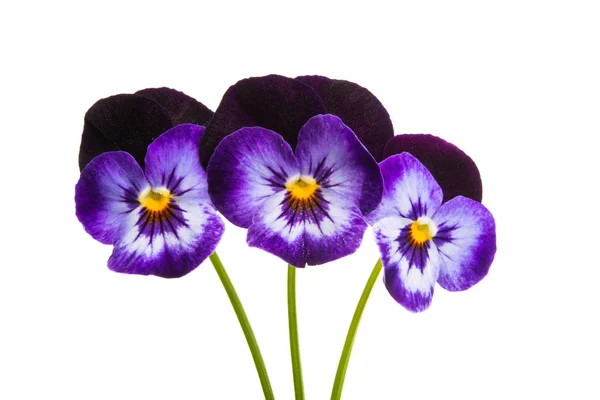 Pansies isolated — Stock Photo, Image