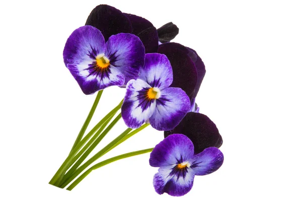 Pansies isolated — Stock Photo, Image