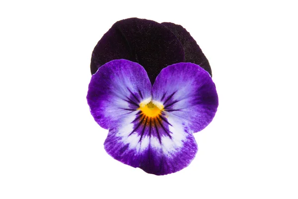 Pansies isolated — Stock Photo, Image