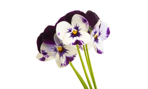 Pansies isolated — Stock Photo, Image