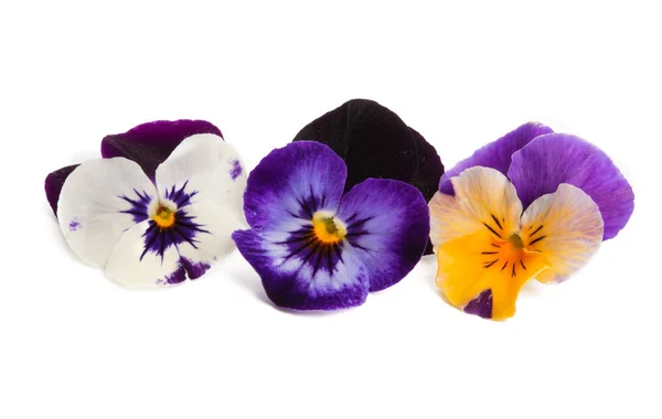 Pansies isolated — Stock Photo, Image