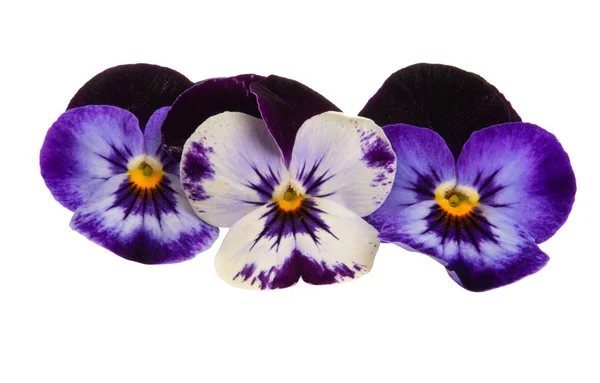 Pansies isolated — Stock Photo, Image