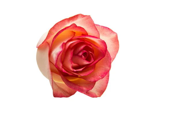 Ροζ τριαντάφυλλο απομονωμένο — Φωτογραφία Αρχείου