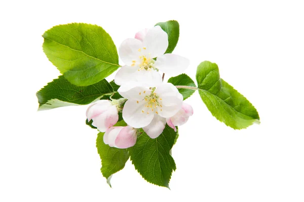 Äpple träd blommor isolerade — Stockfoto