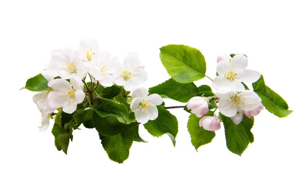 Appelboom bloemen geïsoleerd — Stockfoto