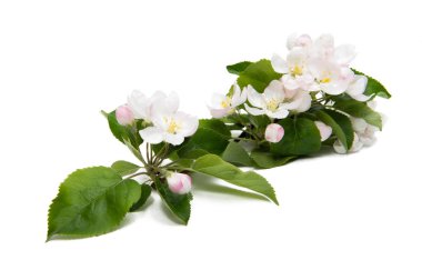 elma ağacı çiçekleri izole 