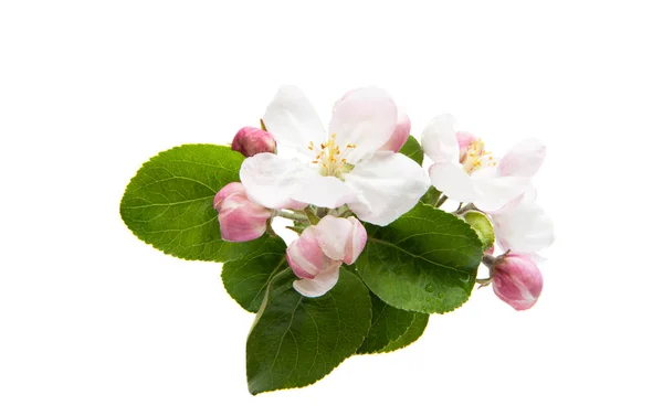 Яблони цветы изолированы — стоковое фото