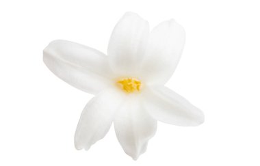 sümbül çiçeği izole 