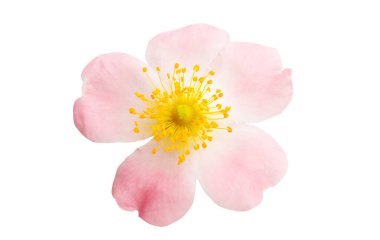 gül çiçeği yalıtılmış 