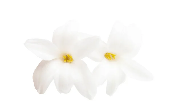 Hyacint blomma isolerade — Stockfoto