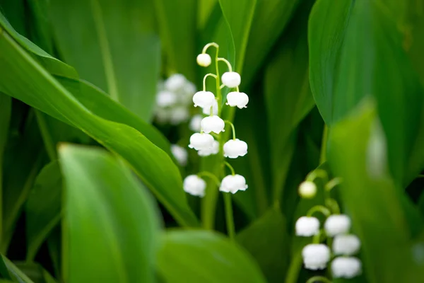 Lis de printemps de la fleur de la vallée — Photo