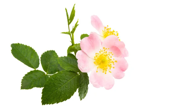 Flor de rosa mosqueta aislada — Foto de Stock