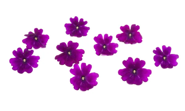 Verbena flower isolated — Stockfoto