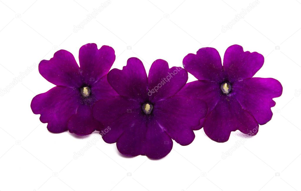 verbena flower isolated 