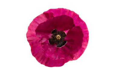 haşhaş çiçeği izole 