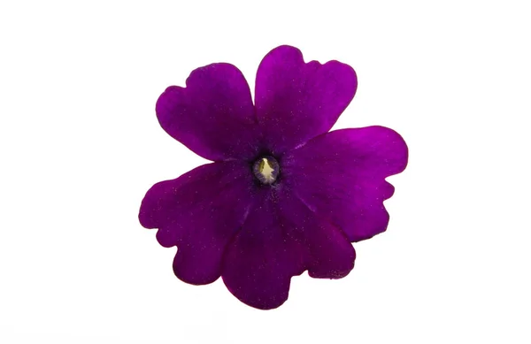 Verbena flor isolada — Fotografia de Stock