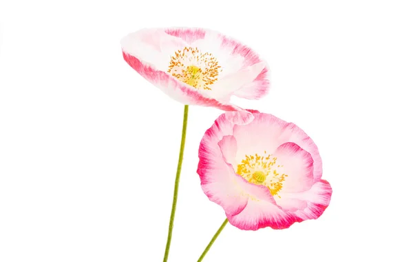 Poppy flower isolated — Stock Photo, Image