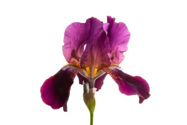 izole iris çiçeği 