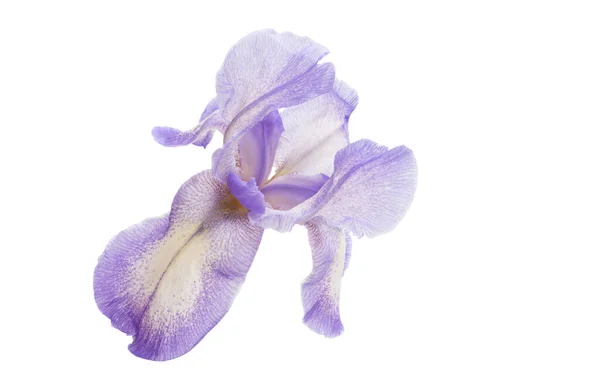 Iris flower isolated — Stock Photo, Image