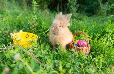 Baharda tavşan çimlerde doğa