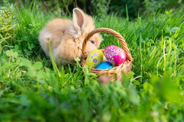 Baharda tavşan çimlerde doğa