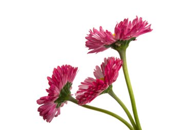 izole papatya çiçeği