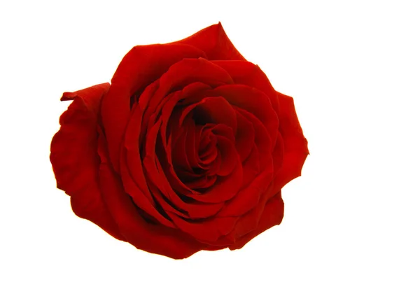 Red rose isolated — Stock Photo, Image